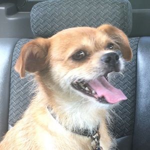 Meet your Posher, Dina